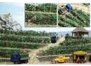 BUSCH 1200 HO - Vignes