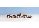 Cerfs