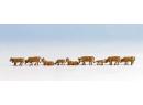 Vaches brunes