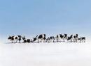 Vaches blanches