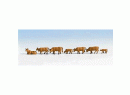 Vaches brunes fonc�es