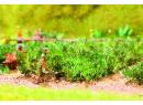 NOCH r�f 14112 HO - Courgettes