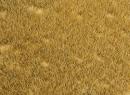 180465 Segment de paysage PREMIUM, Prairie d�herbes sauvages
