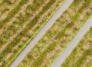 180470 Segment de paysage PREMIUM, Chemins ruraux