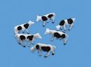 MODEL SCENE ref 5179 N - Ensemble de vaches