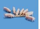 MODEL SCENE ref 5176 N - Pack de 14 Cochons