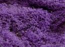 FALLER ref 171639 - Nappe de prairie fleurie PREMIUM, fine, � fleurs violettes