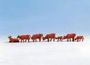 Vaches brunes