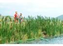 BUSCH 1256 HO - Herbes hautes, roseaux (120 U en kit)