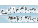 SAI 351 HO - Vaches noires et blanches