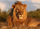 SAI 8183 HO - 4 lions  peindre