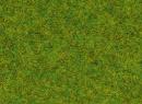 NOCH 08300 HO, TT, N - Herbes de pr au printemps 20 G, 2.5 mm