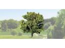 NOCH 21550 HO (TT) - Arbre frutier vert ht 7.5 cm