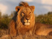 Photo 1/1 : 4 lions  peindre